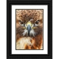 thumbnail image 1 of Jones, Adam 11x14 Black Ornate Wood Framed with Double Matting Museum Art Print Titled - Red-tailed hawk-Florida, 1 of 4