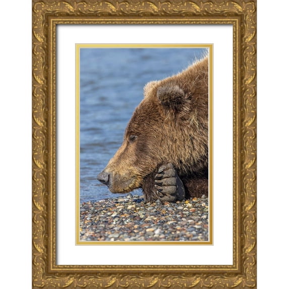 Jones, Adam 11x14 Gold Ornate Wood Framed with Double Matting Museum Art Print Titled - Adult grizzly bear resting on beach-Lake Clark National Park and Preserve-Alaska