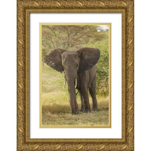 Jones, Adam 11x14 Gold Ornate Wood Framed with Double Matting Museum Art Print Titled - African elephant-Loxodonta africana-Serengeti National Park-Tanzania-Africa