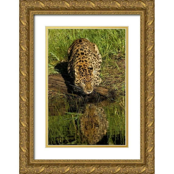 Jones, Adam 11x14 Gold Ornate Wood Framed with Double Matting Museum Art Print Titled - Amur Leopard and reflection while drinking-Panthera pardus orientalis-Captive