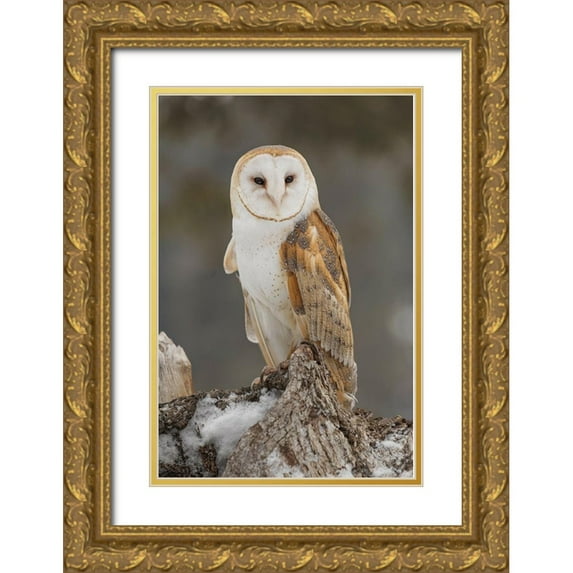 Jones, Adam 11x14 Gold Ornate Wood Framed with Double Matting Museum Art Print Titled - Barn owl-Tyto alba-controlled situation-Montana