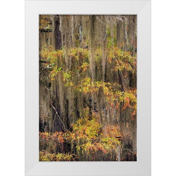 Jones, Adam 11x14 White Modern Wood Framed Museum Art Print Titled - Bald Cypress tree draped in Spanish moss with fall colors Caddo Lake State Park-Uncertain-Texas