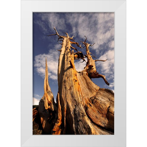 Jones, Adam 11x14 White Modern Wood Framed Museum Art Print Titled - Bristlecone pine at sunset-White Mountains-Inyo National Forest-California