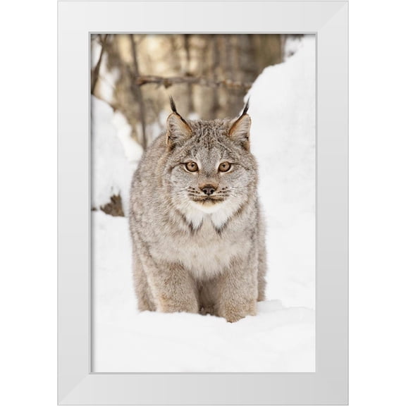 Jones, Adam 11x14 White Modern Wood Framed Museum Art Print Titled - Canada lynx in winter-Lynx canadensis-controlled situation