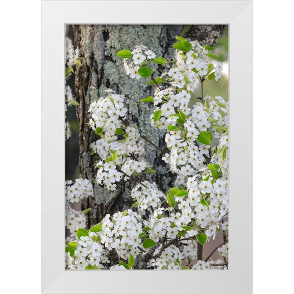 Jones, Adam 11x14 White Modern Wood Framed Museum Art Print Titled - Crab apple blossoms in full bloom-Long Run Park-Kentucky