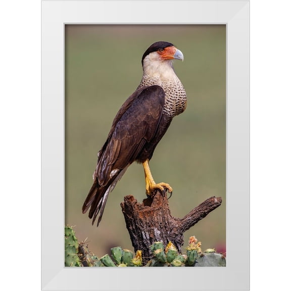 Jones, Adam 11x14 White Modern Wood Framed Museum Art Print Titled - Crested caracara perched Rio Grande Valley-Texas