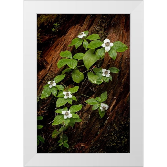 Jones, Adam 11x14 White Modern Wood Framed Museum Art Print Titled - Dogwood bunchberry-Olympic National Park-Washington State