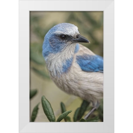 Jones, Adam 11x14 White Modern Wood Framed Museum Art Print Titled - Florida scrub jay-Merritt Island National Wildlife Refuge-Florida