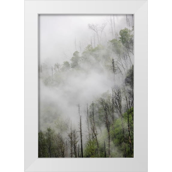 Jones, Adam 11x14 White Modern Wood Framed Museum Art Print Titled - Fog drifting through black burned trees on mountain side-Great Smoky Mountains National Park