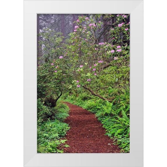 Jones, Adam 11x14 White Modern Wood Framed Museum Art Print Titled - Footpath through Redwood trees and Pacific Rhododendron in fog