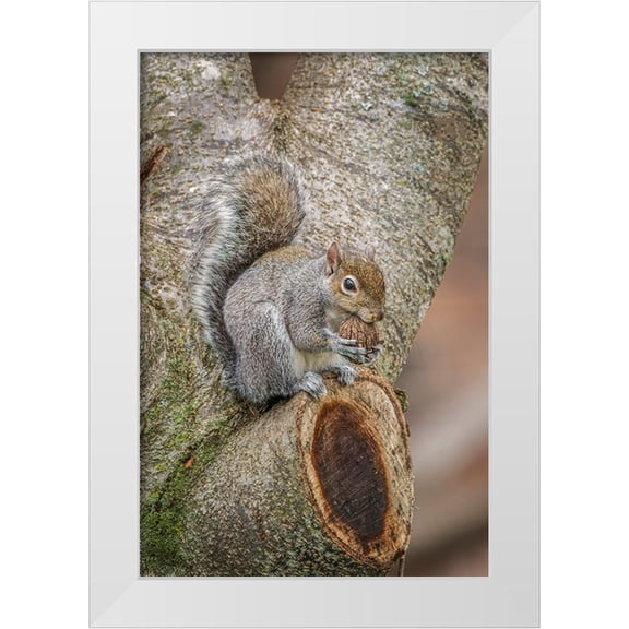 Jones, Adam 11x14 White Modern Wood Framed Museum Art Print Titled - Gray Squirrel eating a walnut from favorite perch