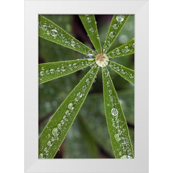 Jones, Adam 11x14 White Modern Wood Framed Museum Art Print Titled - Lupine leaves and raindrops-Olympic National Park-Washington State