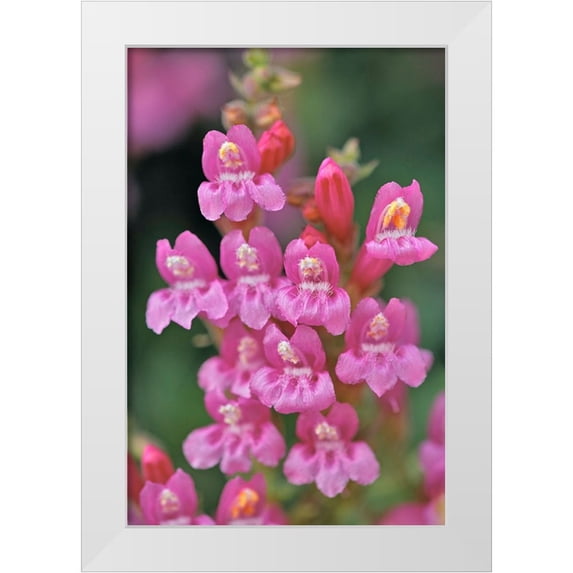 Jones, Adam 11x14 White Modern Wood Framed Museum Art Print Titled - Mountain pride-Yosemite National Park-California