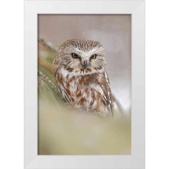 Jones, Adam 11x14 White Modern Wood Framed Museum Art Print Titled - Northern saw-whet owl-Aegolius acadicus-controlled situation-Montana