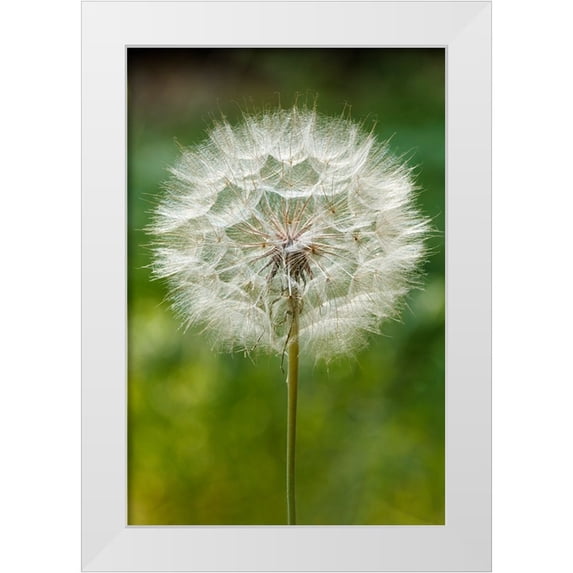 Jones, Adam 11x14 White Modern Wood Framed Museum Art Print Titled - Purple Salsify seed head-Yosemite National Park-California