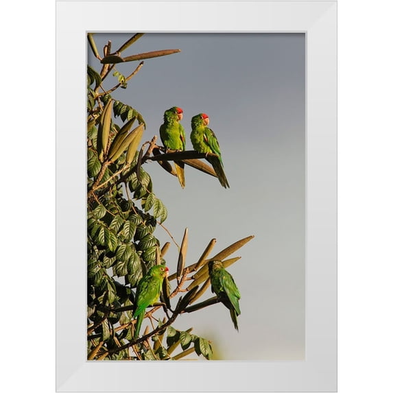 Jones, Adam 11x14 White Modern Wood Framed Museum Art Print Titled - Red-lored Parrots-Costa Rica