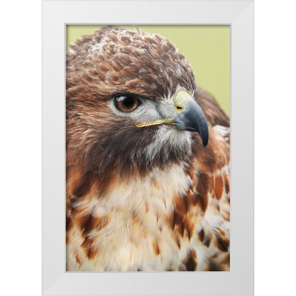 Jones, Adam 11x14 White Modern Wood Framed Museum Art Print Titled - Red-tailed hawk-Florida