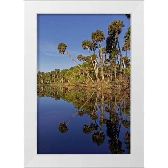 Jones, Adam 11x14 White Modern Wood Framed Museum Art Print Titled - Sable palms reflected on the Econlockhatchee River