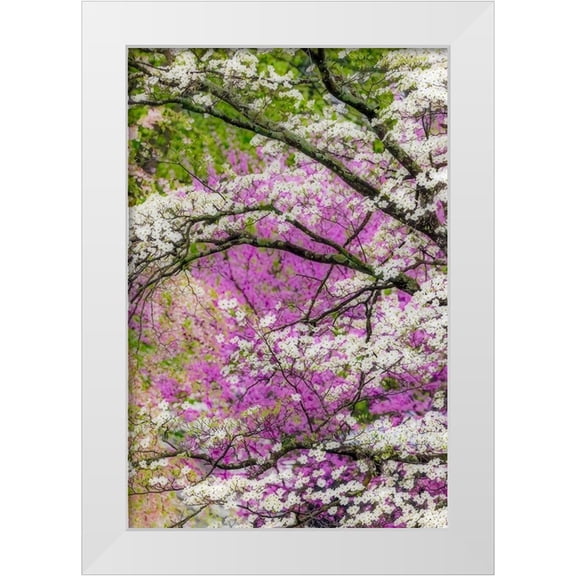 Jones, Adam 11x14 White Modern Wood Framed Museum Art Print Titled - Soft focus view of flowering dogwood tree and distant Eastern redbud-Kentucky