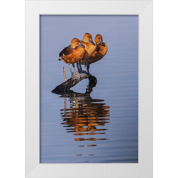 Jones, Adam 11x14 White Modern Wood Framed Museum Art Print Titled - Trio of female Black-bellied whistling ducks and their reflection-Lake Apopka Wildlife Drive