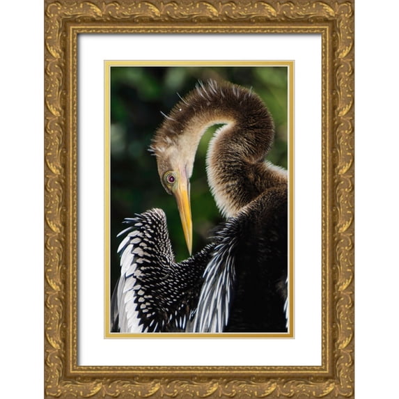 Jones, Adam 13x18 Gold Ornate Wood Framed with Double Matting Museum Art Print Titled - Anhinga preening Florida