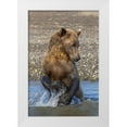 thumbnail image 1 of Jones, Adam 13x18 White Modern Wood Framed Museum Art Print Titled - Adult grizzly bear chasing fish-Lake Clark National Park and Preserve-Alaska-Silver Salmon Creek, 1 of 4