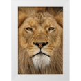 thumbnail image 1 of Jones, Adam 13x18 White Modern Wood Framed Museum Art Print Titled - Adult male lion-Masai Mara-Kenya-Africa, 1 of 4