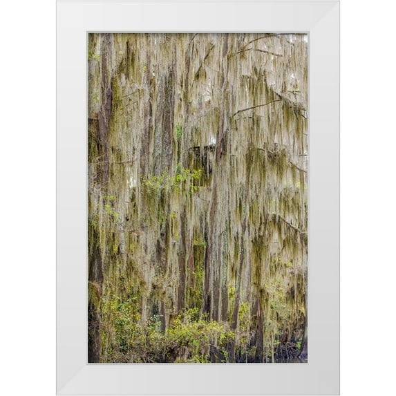 Jones, Adam 13x18 White Modern Wood Framed Museum Art Print Titled - Bald cypress trees draped in Spanish moss in autumn lining Government Ditch Caddo Lake