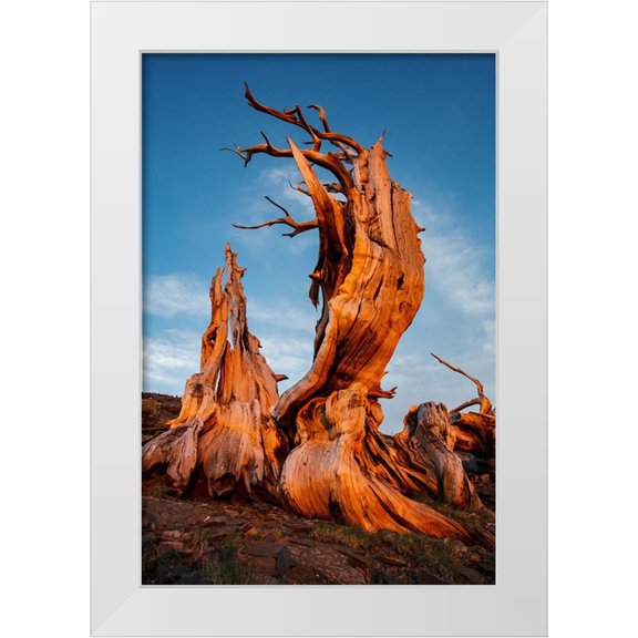 Jones, Adam 13x18 White Modern Wood Framed Museum Art Print Titled - Bristlecone pine at sunset-White Mountains-Inyo National Forest-California