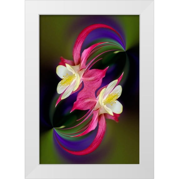 Jones, Adam 13x18 White Modern Wood Framed Museum Art Print Titled - Columbine flower-Colorado