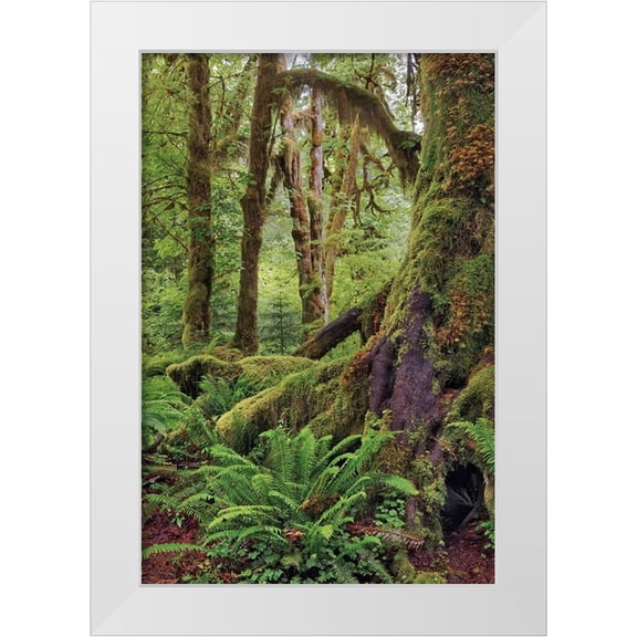 Jones, Adam 13x18 White Modern Wood Framed Museum Art Print Titled - Ferns and Big Leaf Maple tree draped with Club Moss-Hoh Rainforest-Olympic National Park