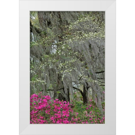 Jones, Adam 13x18 White Modern Wood Framed Museum Art Print Titled - Flowering dogwood trees and azaleas in full bloom in spring-Bonaventure Cemetery-Savannah-Georgia