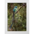 thumbnail image 1 of Jones, Adam 13x18 White Modern Wood Framed Museum Art Print Titled - Long-tailed sylph-Ecuador, 1 of 4