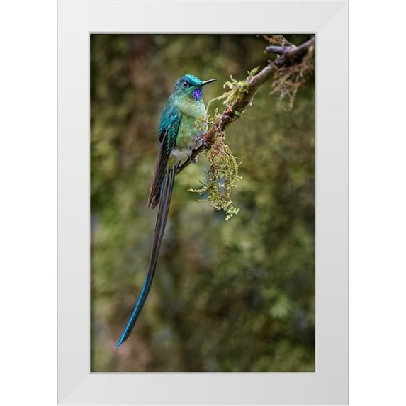 Jones, Adam 13x18 White Modern Wood Framed Museum Art Print Titled - Long-tailed sylph-Ecuador