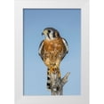 thumbnail image 1 of Jones, Adam 13x18 White Modern Wood Framed Museum Art Print Titled - Male American Kestrel, 1 of 4