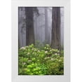 thumbnail image 1 of Jones, Adam 13x18 White Modern Wood Framed Museum Art Print Titled - Redwood trees and Pacific Rhododendron in fog-Redwood National Park-California, 1 of 4
