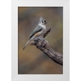 thumbnail image 1 of Jones, Adam 13x18 White Modern Wood Framed Museum Art Print Titled - Tufted titmouse-Kentucky, 1 of 4
