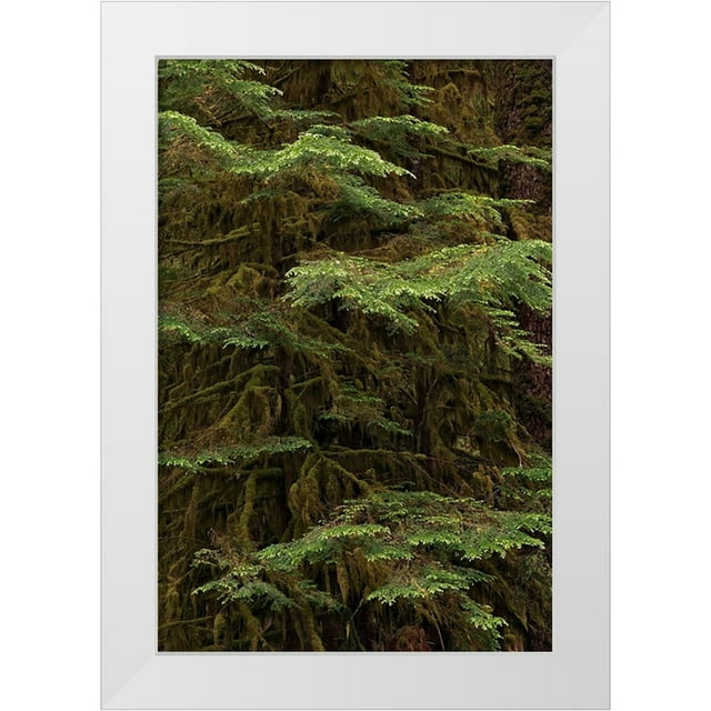 Jones, Adam 13x18 White Modern Wood Framed Museum Art Print Titled - Western hemlock tree-Hoh Rainforest-Olympic National Park-Washington State