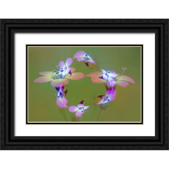 Jones, Adam 14x11 Black Ornate Wood Framed with Double Matting Museum Art Print Titled - Abstract of Davy Gilia flowers-Antelope Valley California Poppy Preserve-Lancaster-California