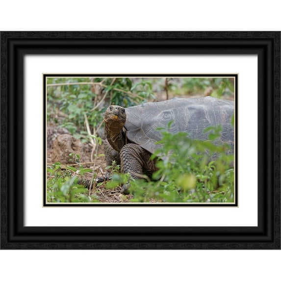 Jones, Adam 14x11 Black Ornate Wood Framed with Double Matting Museum Art Print Titled - San Cristobal giant tortoise-San Cristobal Island-Galapagos Islands-Ecuador