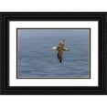 thumbnail image 1 of Jones, Adam 14x11 Black Ornate Wood Framed with Double Matting Museum Art Print Titled - Waved albatross flying-Espanola Island-Galapagos Islands-Ecuador, 1 of 4