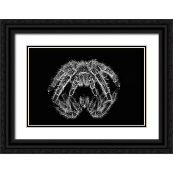 Jones, Adam 14x11 Black Ornate Wood Framed with Double Matting Museum Art Print Titled - Black and white of Mexican redknee tarantula reflected on mirror