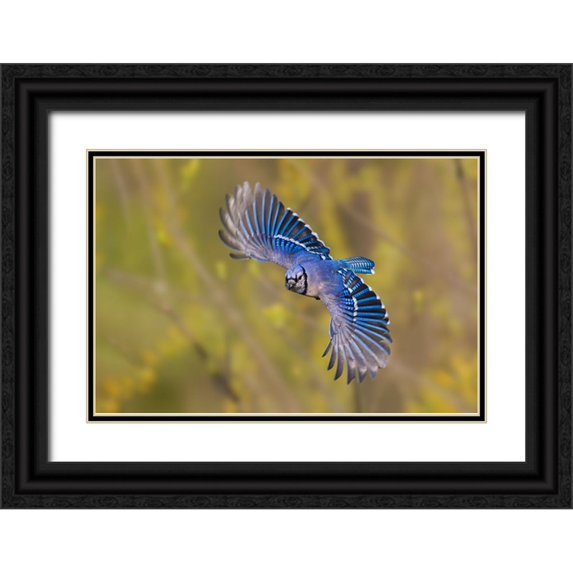 Jones, Adam 14x11 Black Ornate Wood Framed with Double Matting Museum Art Print Titled - Blue jay flying