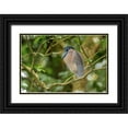 thumbnail image 1 of Jones, Adam 14x11 Black Ornate Wood Framed with Double Matting Museum Art Print Titled - Boat billed Heron-Costa Rica, 1 of 4
