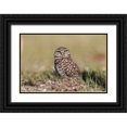 thumbnail image 1 of Jones, Adam 14x11 Black Ornate Wood Framed with Double Matting Museum Art Print Titled - Burrowing owl-Cape Coral-Florida, 1 of 4
