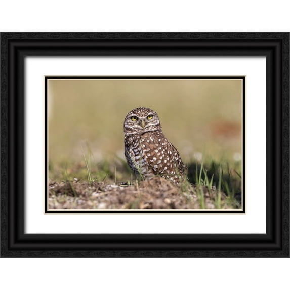 Jones, Adam 14x11 Black Ornate Wood Framed with Double Matting Museum Art Print Titled - Burrowing owl-Cape Coral-Florida