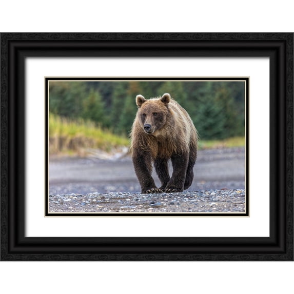 Jones, Adam 14x11 Black Ornate Wood Framed with Double Matting Museum Art Print Titled - Grizzly bear-Lake Clark National Park and Preserve-Alaska