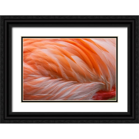 Jones, Adam 14x11 Black Ornate Wood Framed with Double Matting Museum Art Print Titled - Pink feather pattern on back of flamingo-Florida