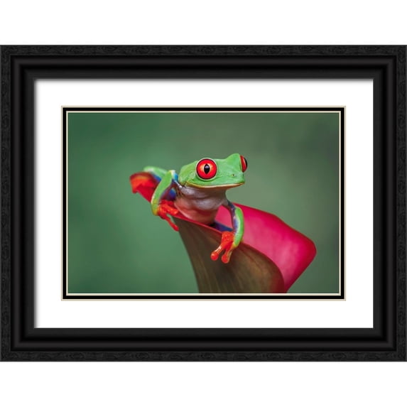 Jones, Adam 14x11 Black Ornate Wood Framed with Double Matting Museum Art Print Titled - Red-eyed tree frog