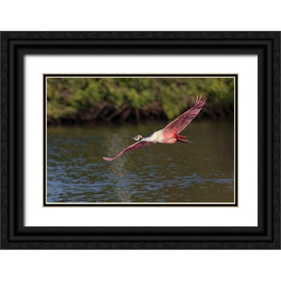 Jones, Adam 14x11 Black Ornate Wood Framed with Double Matting Museum Art Print Titled - Roseate spoonbill flying-Stick Marsh-Florida